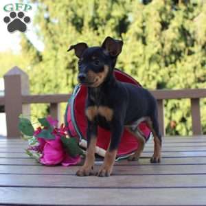 Jasper, Miniature Pinscher Puppy