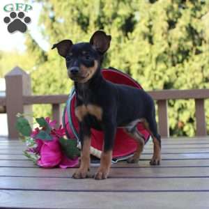 Jasper, Miniature Pinscher Puppy