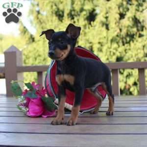 Jasper, Miniature Pinscher Puppy