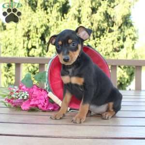 Jasper, Miniature Pinscher Puppy