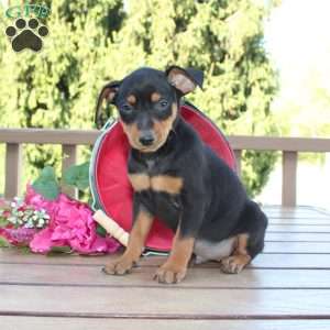 Jasper, Miniature Pinscher Puppy