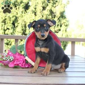 Jasper, Miniature Pinscher Puppy