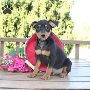 Jasper, Miniature Pinscher Puppy