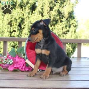 Jasper, Miniature Pinscher Puppy