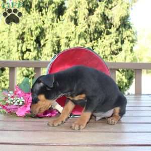 Jasper, Miniature Pinscher Puppy