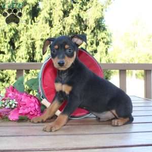 Jasper, Miniature Pinscher Puppy