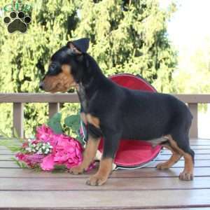 Jasper, Miniature Pinscher Puppy