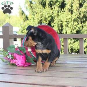 Jasper, Miniature Pinscher Puppy