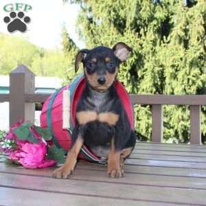 Jasper, Miniature Pinscher Puppy