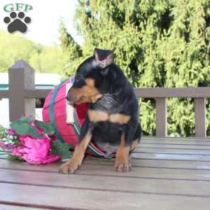 Jasper, Miniature Pinscher Puppy