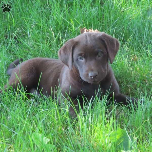 Brynley, Chocolate Labrador Retriever Puppy