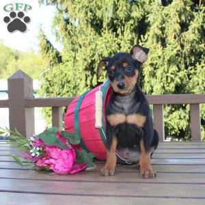 Jasper, Miniature Pinscher Puppy