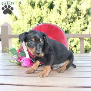 Freddy, Miniature Pinscher Puppy