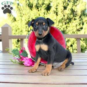 Freddy, Miniature Pinscher Puppy