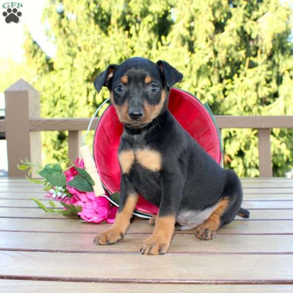 Freddy, Miniature Pinscher Puppy