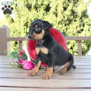 Freddy, Miniature Pinscher Puppy