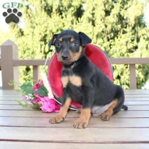 Freddy, Miniature Pinscher Puppy