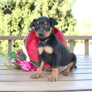 Freddy, Miniature Pinscher Puppy