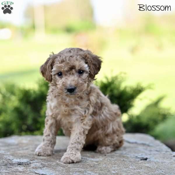 Blossom, Toy Poodle Puppy