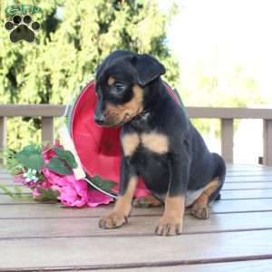Freddy, Miniature Pinscher Puppy