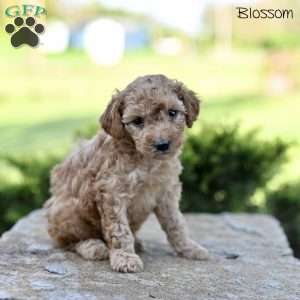 Blossom, Toy Poodle Puppy