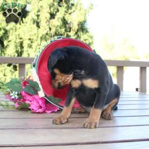 Freddy, Miniature Pinscher Puppy