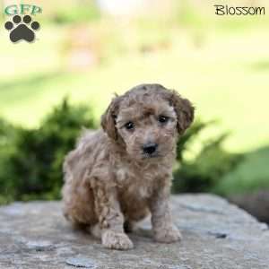 Blossom, Toy Poodle Puppy