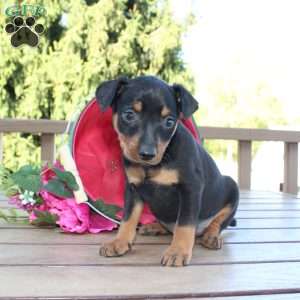 Freddy, Miniature Pinscher Puppy