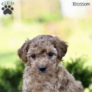 Blossom, Toy Poodle Puppy