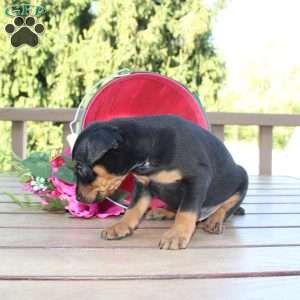 Freddy, Miniature Pinscher Puppy