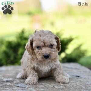 Bella, Toy Poodle Puppy