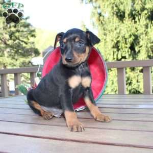 Freddy, Miniature Pinscher Puppy