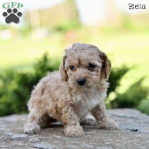 Bella, Toy Poodle Puppy