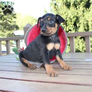 Freddy, Miniature Pinscher Puppy