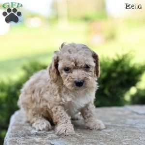 Bella, Toy Poodle Puppy