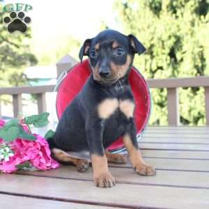 Freddy, Miniature Pinscher Puppy