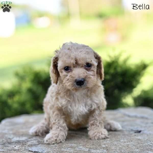 Bella, Toy Poodle Puppy