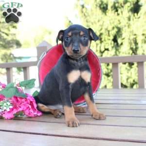 Freddy, Miniature Pinscher Puppy