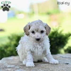 Blakely, Toy Poodle Puppy