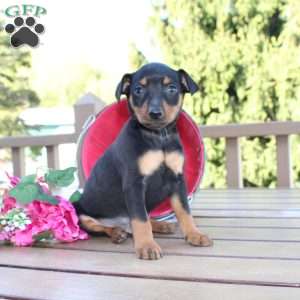 Freddy, Miniature Pinscher Puppy