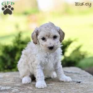Blakely, Toy Poodle Puppy