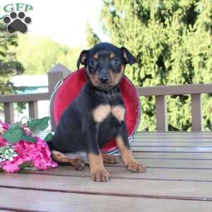 Freddy, Miniature Pinscher Puppy