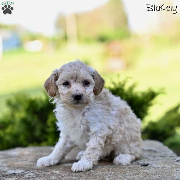 Blakely, Toy Poodle Puppy
