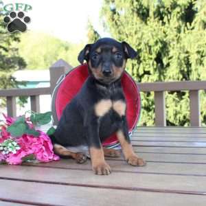 Freddy, Miniature Pinscher Puppy