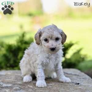 Blakely, Toy Poodle Puppy