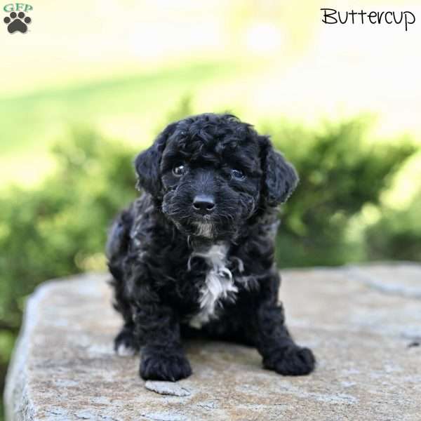 Buttercup, Toy Poodle Puppy