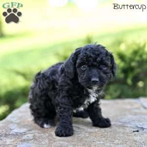 Buttercup, Toy Poodle Puppy