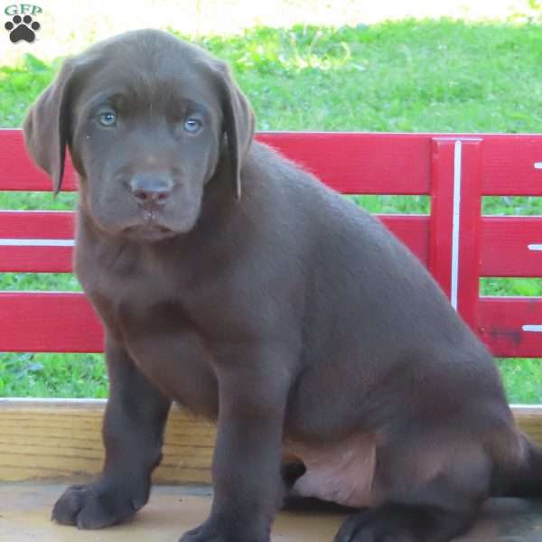 Laramie, Chocolate Labrador Retriever Puppy