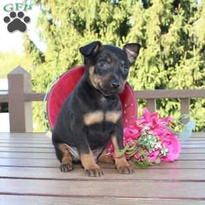 Frank, Miniature Pinscher Puppy