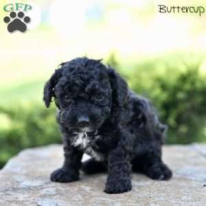 Buttercup, Toy Poodle Puppy